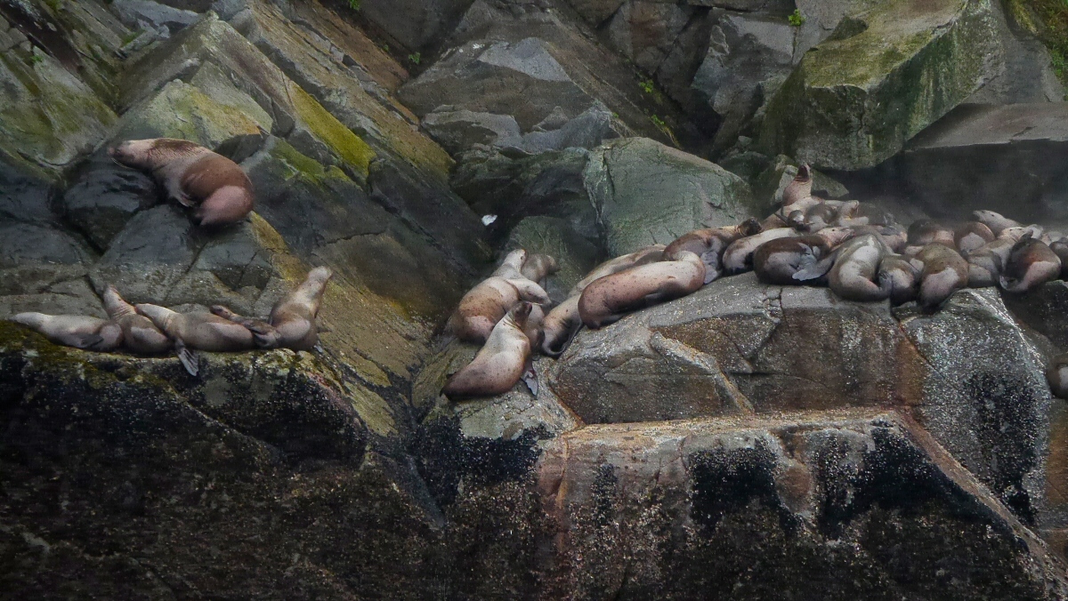 Seal haul-out south of Juneau