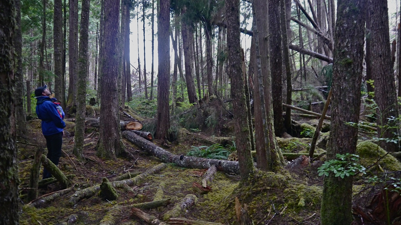 Fallen trees Nepah Lagoon