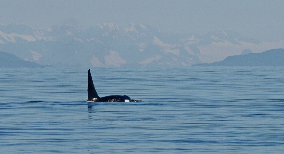 Orca