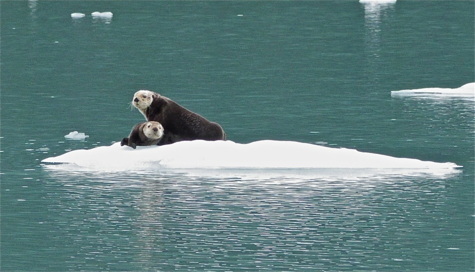 Otters on ice