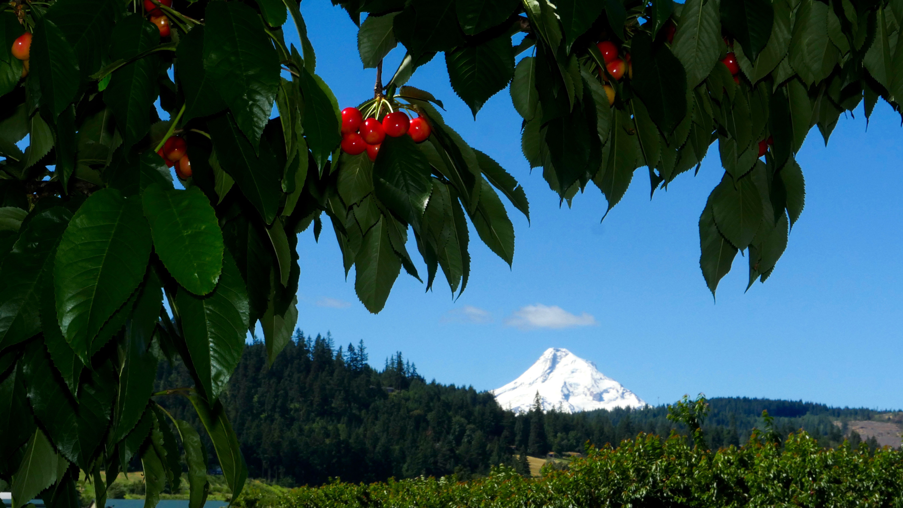 Cherries and Mt Hood
