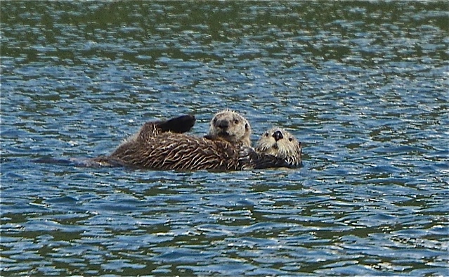 Otters in Garden Cove
