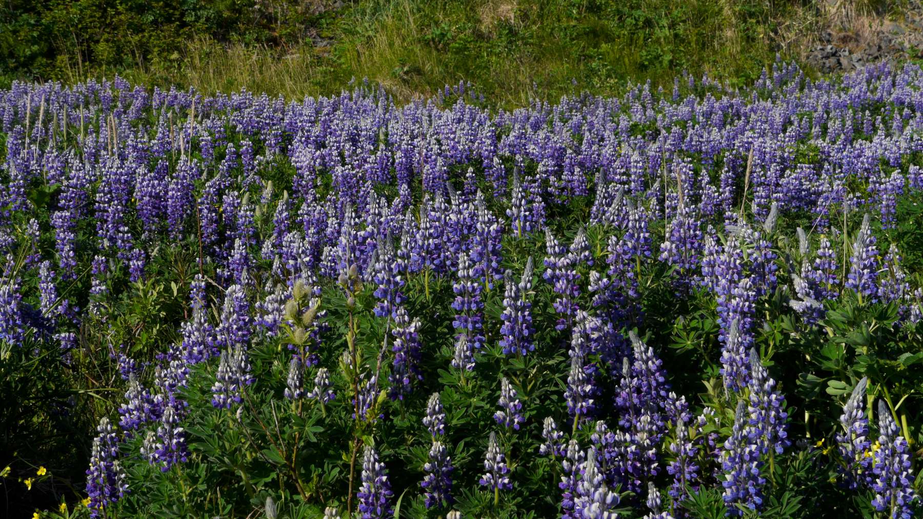 Wild Lupins