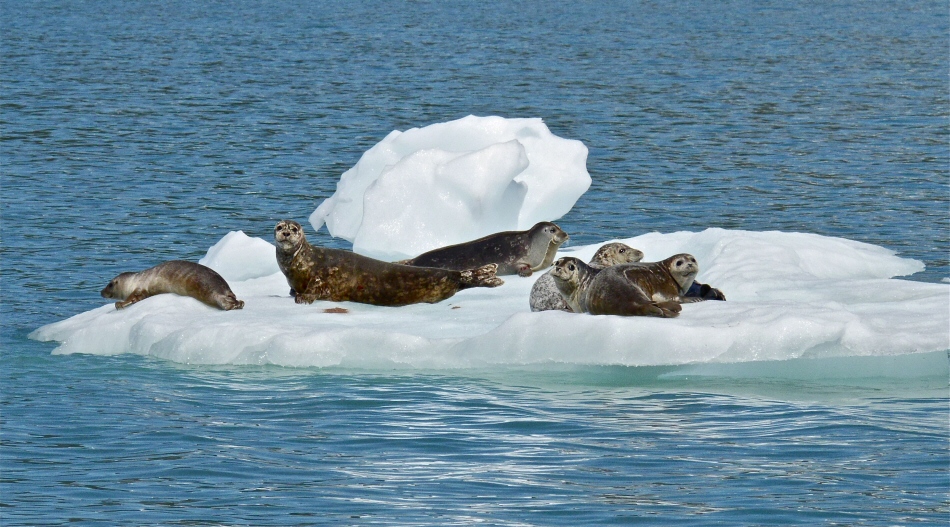 Seals at Chenega Glacier