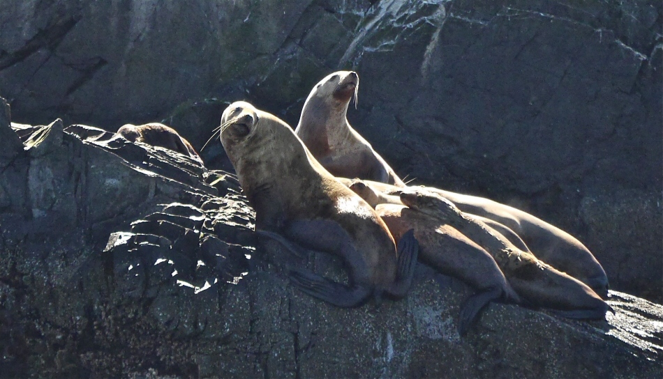 Stellar sealions at Needle Rock