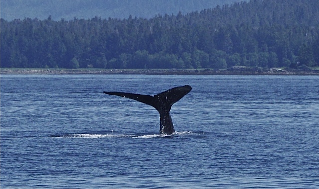 Whale tail