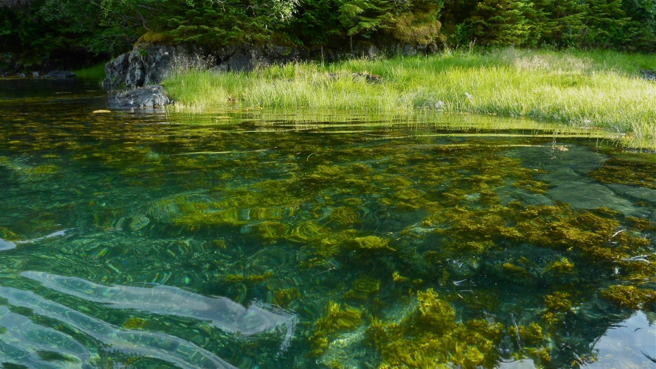 Clear water at Barnes Cove