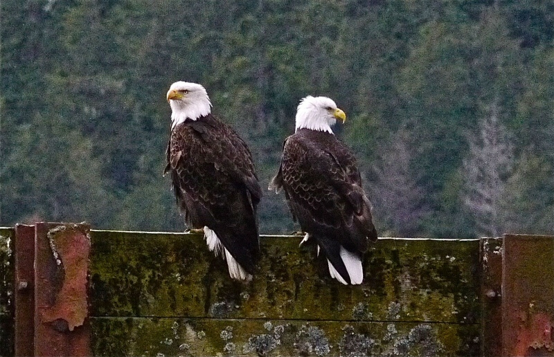 Bald Eagles Juneau