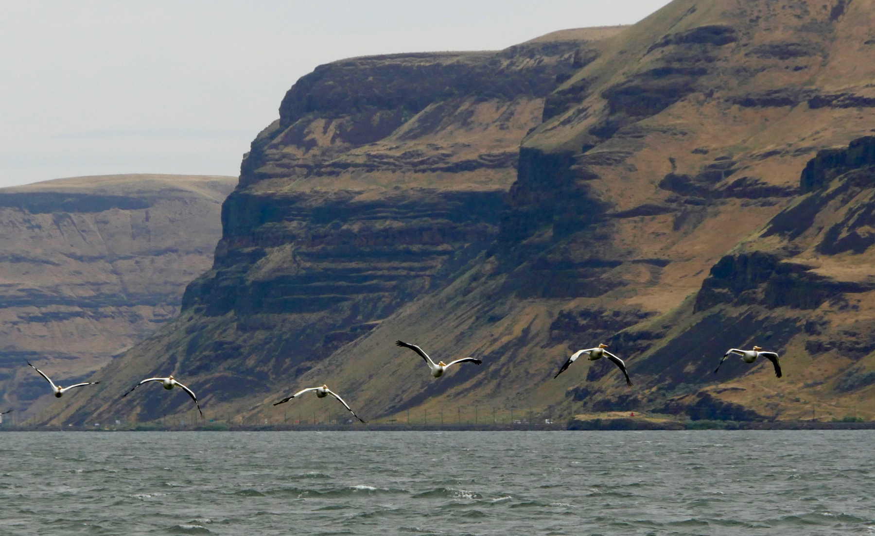 Pelicans at Wallula Gap