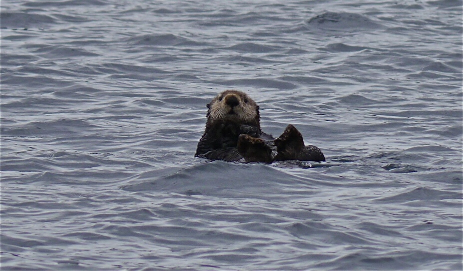 Curious otter