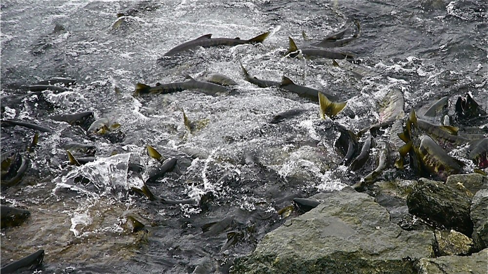 Frenzy of returning salmon at Juneau