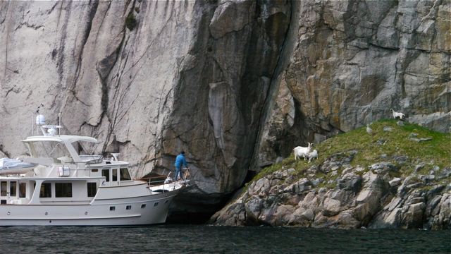 Sito approaching goats Lysefjord