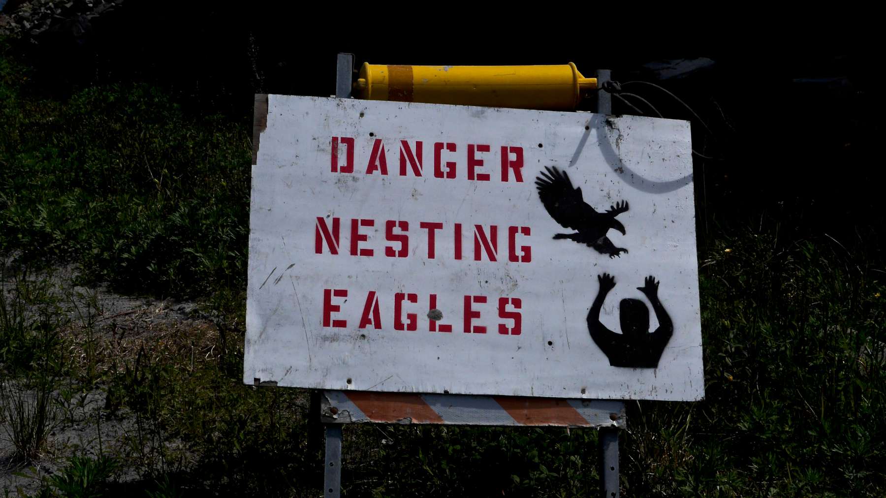 Beware nesting eagles