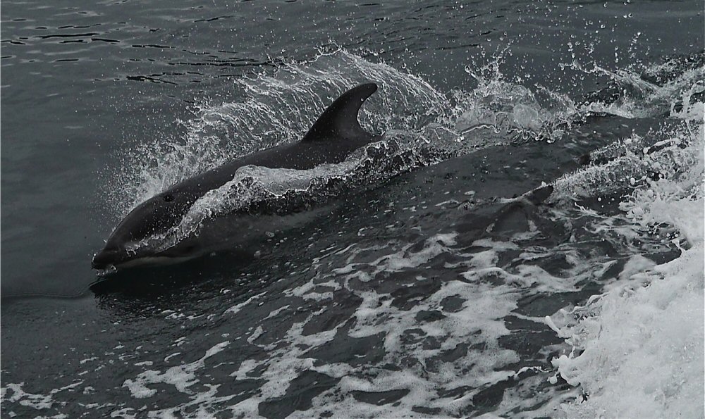 Playful porpoise