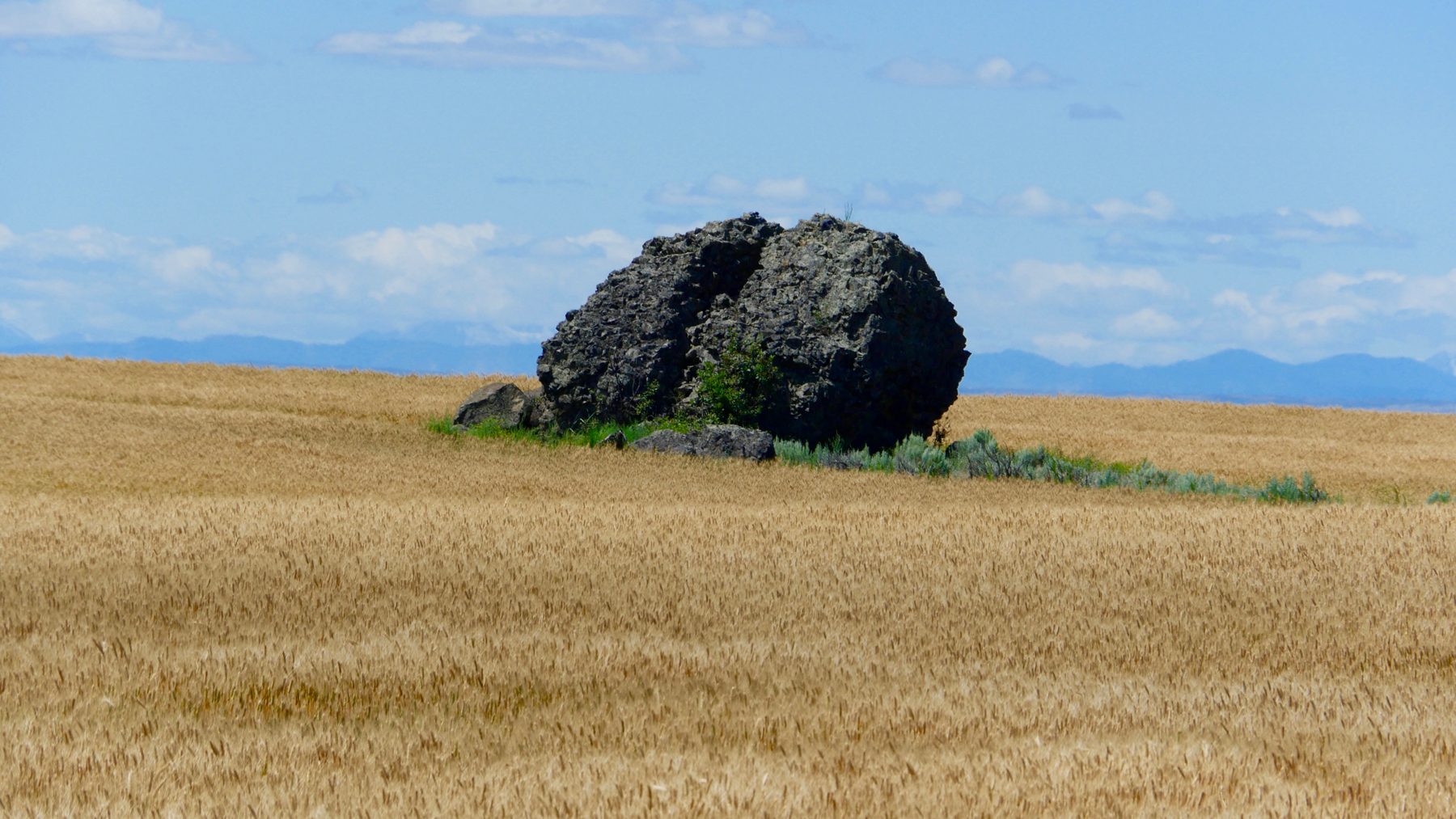 Erratic in crop field