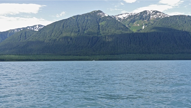 Tree line showing line of wave in Lituya Bay