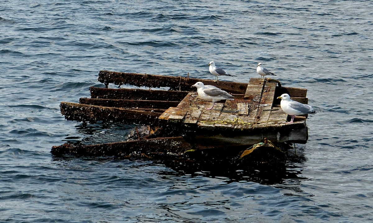 Unusual hazard in Clarence Strait
