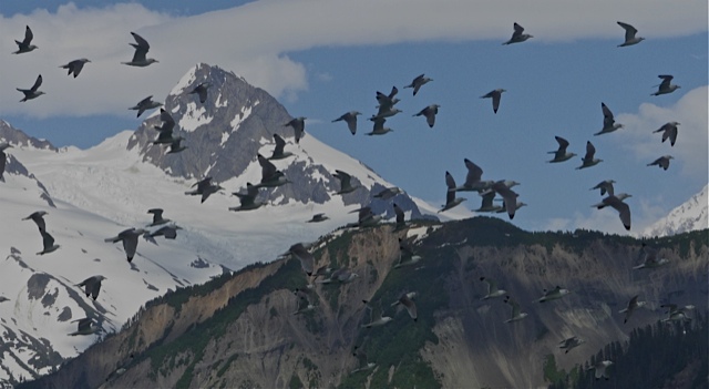 Kitiwakes in Lituya Bay