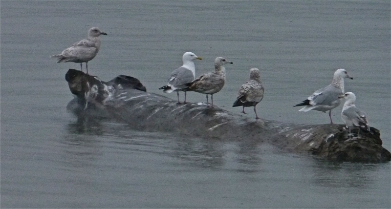 Gulls on log