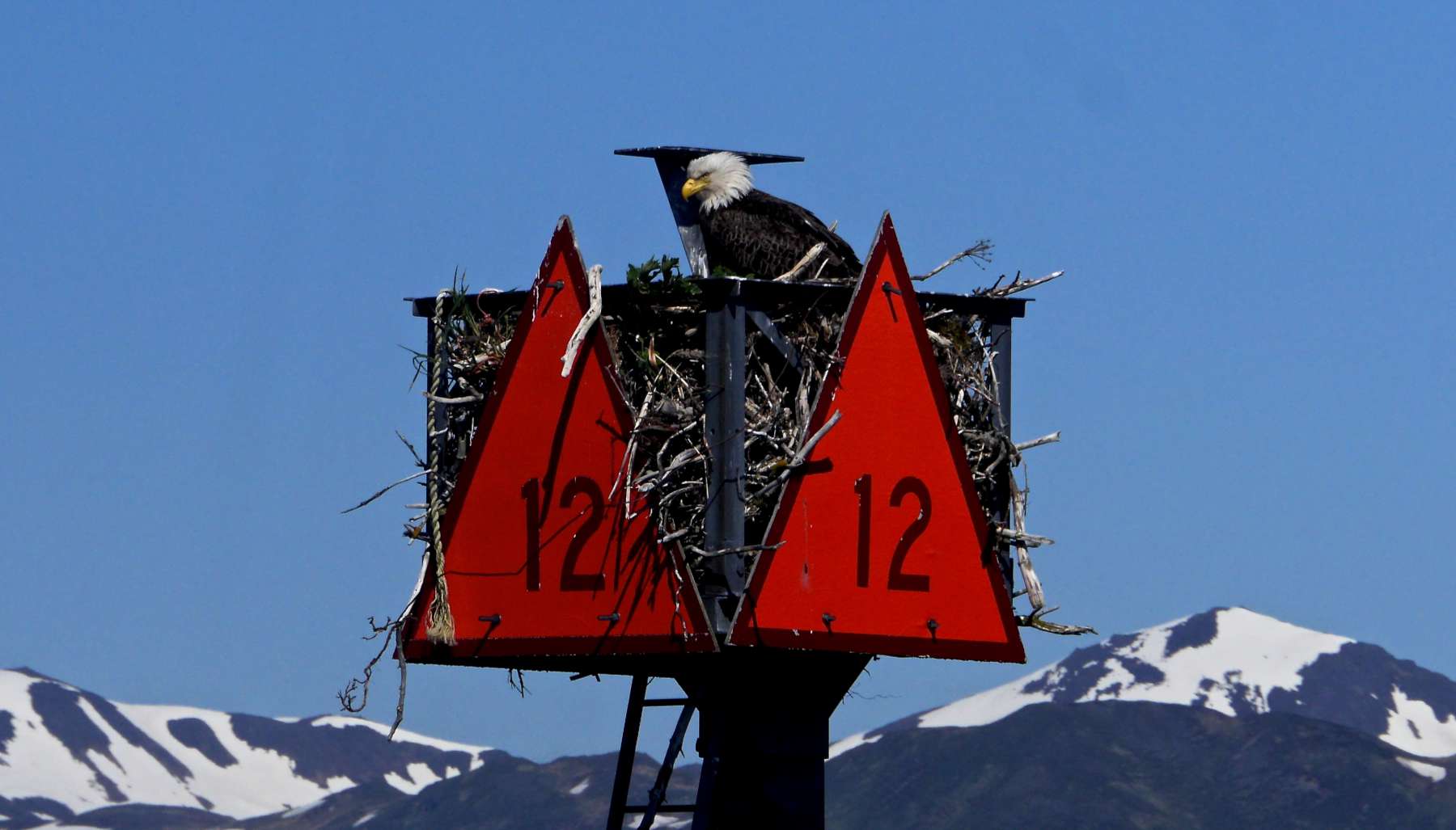 Eagles nest where they can