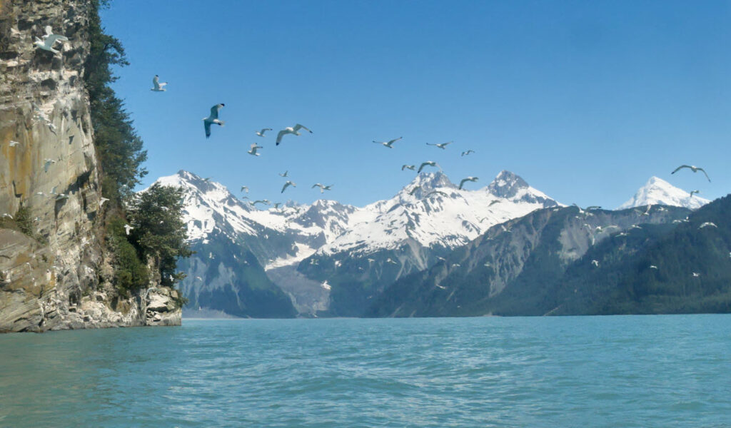 Lituya Birds