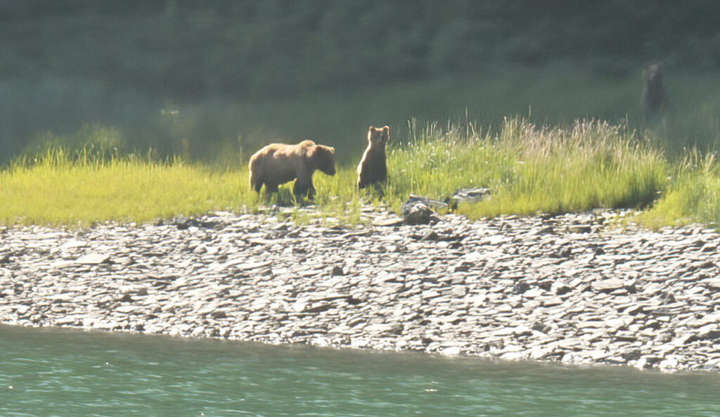 mother brown bear with cub at dicks arm