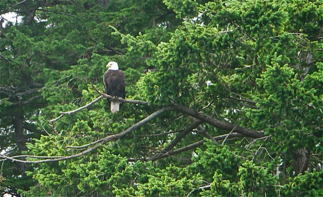 Bald Eagle at Dent Island