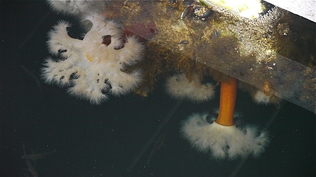 Tube worms on logs at Echo Bay