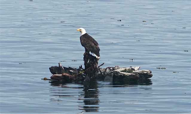 Bald Eagle on log Blakney Passage
