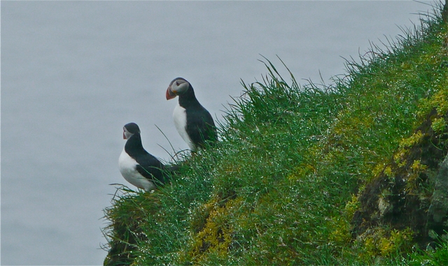 Puffins on mykines
