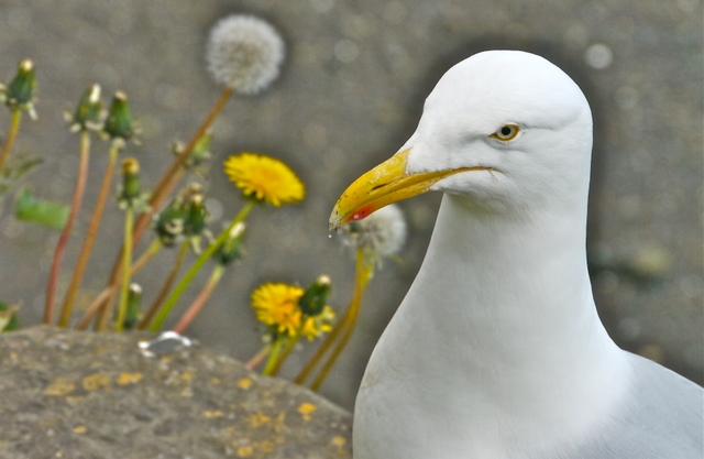 Seagull with dandelions