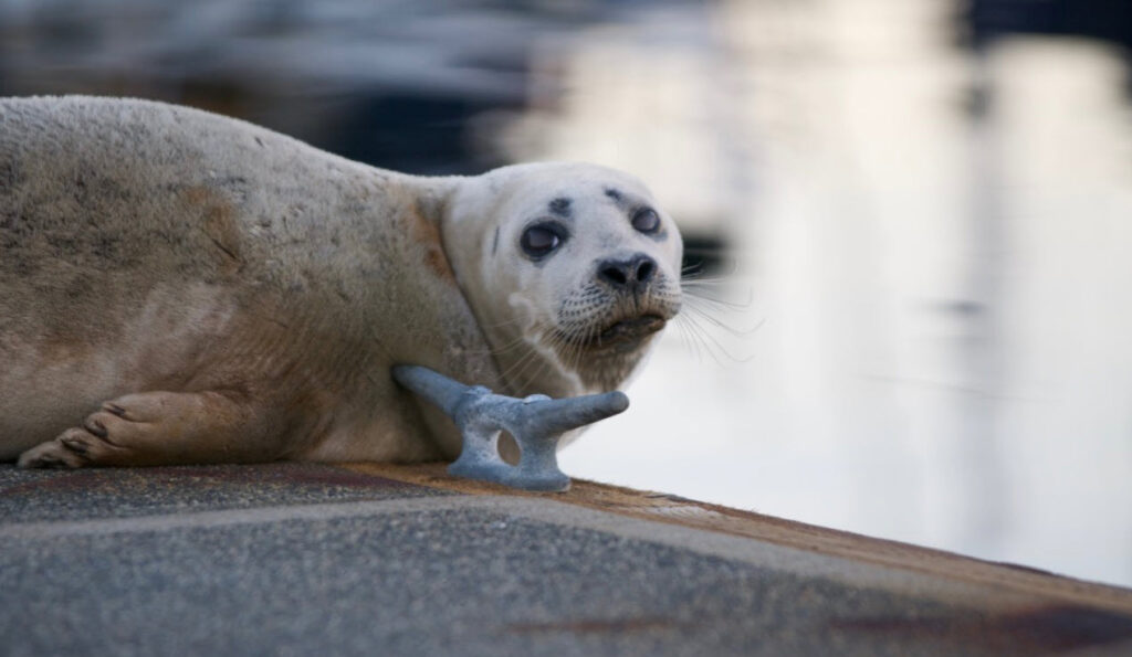 seal at the dock