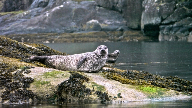 Harbour Seal on seaweed rock