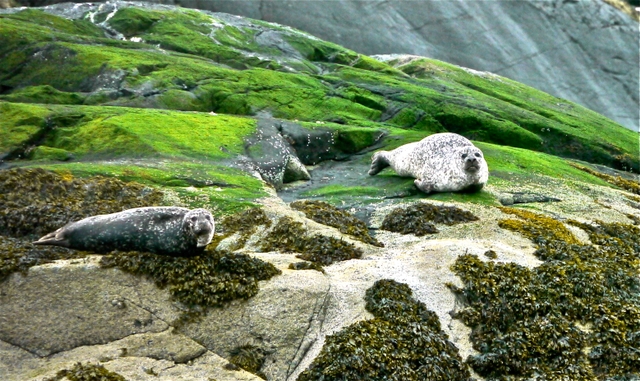 Harbour Seals on green rock