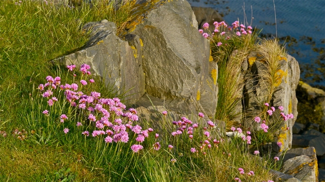 Sea Pinks