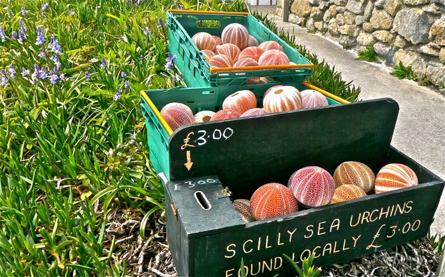 Scillies' sea urchins