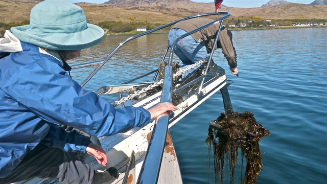 Sea weed on anchor in Small Isles Bay