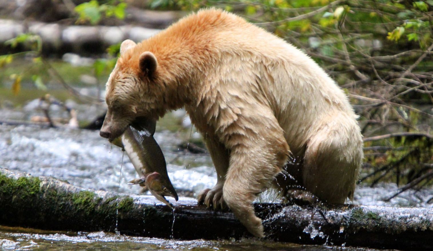 spirit bear